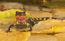 Pinta (Salamandra s.).