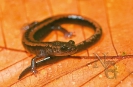 Salamandra rabilarga (Chioglossa lusitanica).