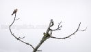 Lagarteiro común (Falco tinnunculus)