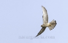 Lagarteiro común (Falco tinnunculus).