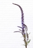 Anarrhinum bellidifolium