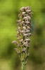 Carapucha pinta (Neotinea maculata)