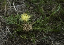 Centaurea ultreiae.