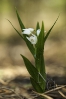 Chaveiro branco (Cephalanthera longifolia).