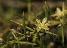 Esparragueira (Asparagus aphyllus)