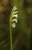 Espiral de verán (Spiranthes aestivalis)