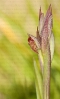 Estrangurria (Serapias parviflora)