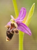 Flor da abella (Ophrys scolopax).