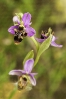 Flor da abella (Ophrys scolopax)