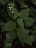 Herba dos encantos (Circaea lutetiana).