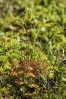 Orballiña (Drosera rotundifolia)