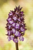 Orchis purpurea.