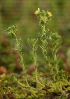 Paxariños (Linaria arenaria)