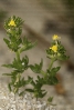 Paxariños (Linaria arenaria).