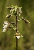 Raíña das xunqueiras (Epipactis palustris).