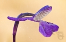 Satirión encarrapuchado (Orchis morio)