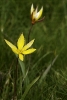 Tulipán silvestre (Tulipa sylvestris)