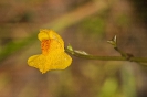 Utricularia australis.