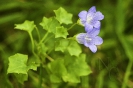 Tapiceira (Wahlenbergia hederacea).