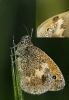 Bolboreta Coenonympha pamphilus parasitada.