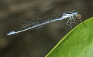 Donceliña pequena (Coenagrion puella)