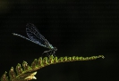 Gaiteiro azul (Calopteryx virgo).