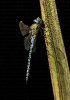 Libeliña afín (Aeshna affinis)
