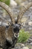 Cabra montesa ou hirco (Capra pyrenaica)