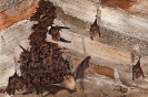 Colonia de morcego de ferradura grande (Rhinolophus ferrumequinum).