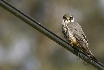 Falcón pequeno (Falco subbuteo)