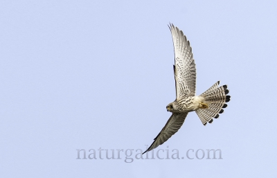 Lagarteiro común (Falco tinnunculus)