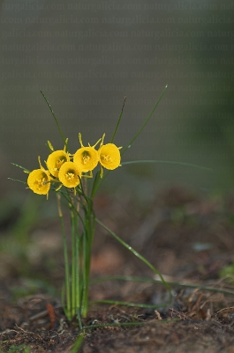 Amarelle (Narcissus bulbocodium)