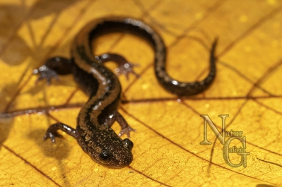 Salamandra rabilarga (Chioglossa lusitanica)