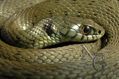 Cobra de colar (Natrix n.)